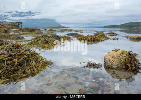 Photo panoramique montrant les algues exposées par la marée basse dans le nord de la Norvège. Banque D'Images