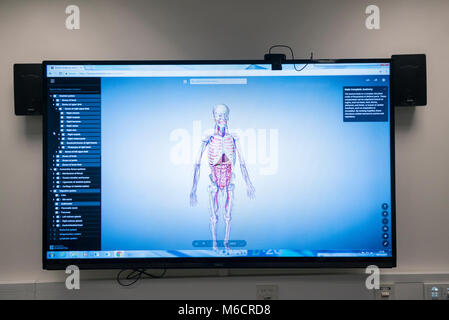 L'équipement utilisé dans l'enseignement de l'anatomie humaine dans une catégorie médicale Banque D'Images