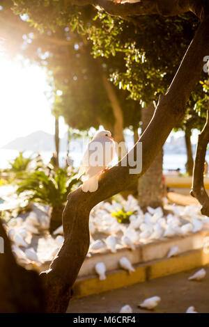 Pigeon blanc assis sur une branche à proximité de la fontaine dans le centre de Benidorm, Espagne. Banque D'Images