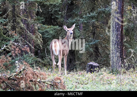 Un cerf de Virginie est dos à partir de la lisière de la forêt. Banque D'Images