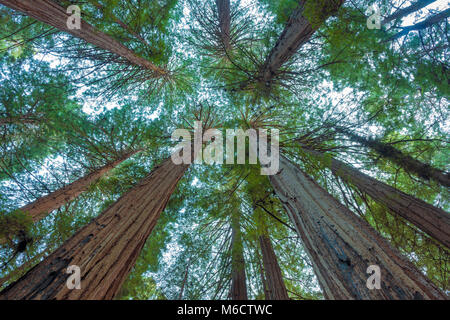 Anneau de cathédrale, séquoias, Sequoia sempervirens, Muir Woods National Monument, le comté de Marin, en Californie Banque D'Images