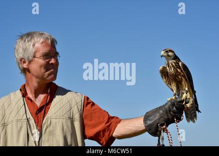 Formateur et naturaliste holding Faucon pèlerin (famille : Falconidae). Banque D'Images