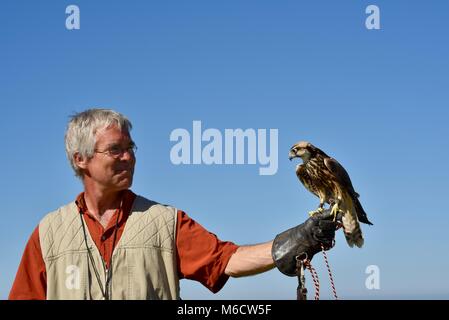 Formateur et naturaliste holding Faucon pèlerin (famille : Falconidae). Banque D'Images