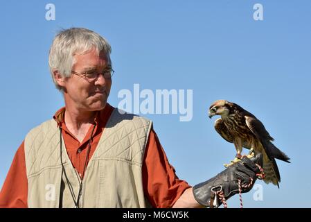 Formateur et naturaliste holding Faucon pèlerin (famille : Falconidae). Banque D'Images