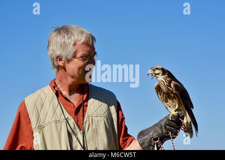 Formateur et naturaliste holding Faucon pèlerin (famille : Falconidae). Banque D'Images