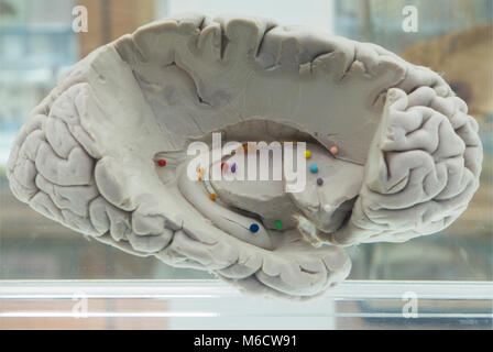 Musée du cerveau Université de Buffalo NY Banque D'Images