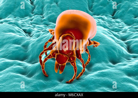 La maladie de Lyme tick.Computer illustration d'une femelle tique Ixodes ricinus,un parasite suceurs de sang de l'homme et le principal vecteur de la maladie de Lyme en Europe.Cette tique utilise des pièces buccales spécialisées pour percer la peau de l'hôte et tenir bon pendant plusieurs jours alors qu'il se gonfle de sang,l'augmentation de poids jusqu'à 200 fois.La femelle nourrit que trois fois au cours de sa vie et peut survivre pendant des années entre les repas,passe la plupart du temps cachés dans la végétation.L'accouplement a lieu juste avant son dernier repas, après quoi elle tombe à terre et pond des milliers d'œufs. Banque D'Images