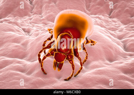 La maladie de Lyme tick.Computer illustration d'une femelle tique Ixodes ricinus,un parasite suceurs de sang de l'homme et le principal vecteur de la maladie de Lyme en Europe.Cette tique utilise des pièces buccales spécialisées pour percer la peau de l'hôte et tenir bon pendant plusieurs jours alors qu'il se gonfle de sang,l'augmentation de poids jusqu'à 200 fois.La femelle nourrit que trois fois au cours de sa vie et peut survivre pendant des années entre les repas,passe la plupart du temps cachés dans la végétation.L'accouplement a lieu juste avant son dernier repas, après quoi elle tombe à terre et pond des milliers d'œufs. Banque D'Images