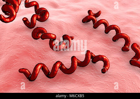 Illustration d'ordinateur spirochaete bactérie Treponema pallidum, qui cause la syphilis. La syphilis est habituellement transmis sexuellement, mais peuvent aussi passer d'une femme enceinte infectée à son enfant à naître (syphilis congénitale). La dernière des trois stades de la syphilis est la plus grave et peut causer des dommages aux vaisseaux sanguins, le cœur, le cerveau et la moelle épinière. Le traitement par la pénicilline est efficace si les médicaments administrés au cours des premières étapes. Banque D'Images