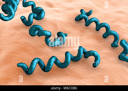 Illustration d'ordinateur spirochaete bactérie Treponema pallidum, qui cause la syphilis. La syphilis est habituellement transmis sexuellement, mais peuvent aussi passer d'une femme enceinte infectée à son enfant à naître (syphilis congénitale). La dernière des trois stades de la syphilis est la plus grave et peut causer des dommages aux vaisseaux sanguins, le cœur, le cerveau et la moelle épinière. Le traitement par la pénicilline est efficace si les médicaments administrés au cours des premières étapes. Banque D'Images