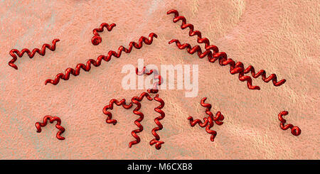 Illustration d'ordinateur spirochaete bactérie Treponema pallidum, qui cause la syphilis. La syphilis est habituellement transmis sexuellement, mais peuvent aussi passer d'une femme enceinte infectée à son enfant à naître (syphilis congénitale). La dernière des trois stades de la syphilis est la plus grave et peut causer des dommages aux vaisseaux sanguins, le cœur, le cerveau et la moelle épinière. Le traitement par la pénicilline est efficace si les médicaments administrés au cours des premières étapes. Banque D'Images