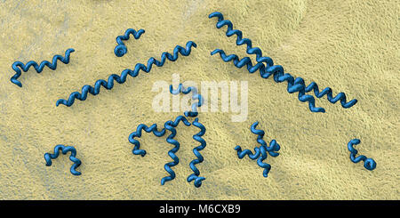 Illustration d'ordinateur spirochaete bactérie Treponema pallidum, qui cause la syphilis. La syphilis est habituellement transmis sexuellement, mais peuvent aussi passer d'une femme enceinte infectée à son enfant à naître (syphilis congénitale). La dernière des trois stades de la syphilis est la plus grave et peut causer des dommages aux vaisseaux sanguins, le cœur, le cerveau et la moelle épinière. Le traitement par la pénicilline est efficace si les médicaments administrés au cours des premières étapes. Banque D'Images