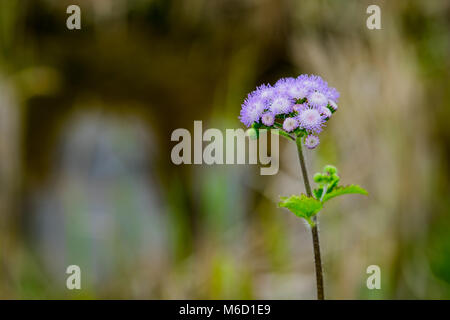 Billy Goat Weed ou Ageratum conyzoides en blanc avec un fond vert, selective focus. Banque D'Images