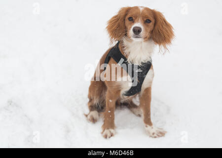 Gravesend, Royaume-Uni. 2 mars , 2018. Pip Cockapoo joue dans la neige à Gravesend dans le Kent où il y a eu une couche de neige fraîche dans des températures de congélation. Rob Powell/Alamy Live News Banque D'Images