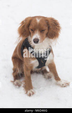 Gravesend, Royaume-Uni. 2 mars , 2018. Pip Cockapoo joue dans la neige à Gravesend dans le Kent où il y a eu une couche de neige fraîche dans des températures de congélation. Rob Powell/Alamy Live News Banque D'Images