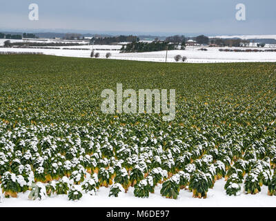 East Lothian, Ecosse, Royaume-Uni, le 3 mars 2018. UK : météo neige après le mauvais temps d'arctique extrême surnommé 'la bête de l'Est' avec Bruxelles domaines couverts dans la neige Banque D'Images