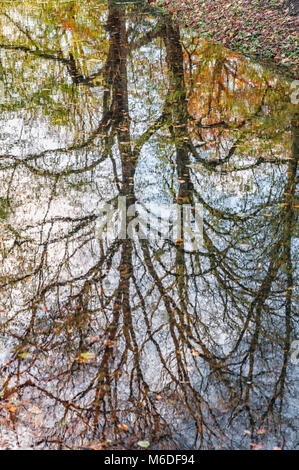 Arbres en automne refléter sur l'eau dans un parc Banque D'Images