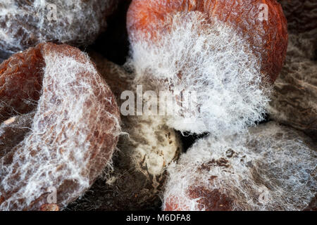 Extreme close up photo d'abricots secs moisis, faible profondeur de champ. Banque D'Images