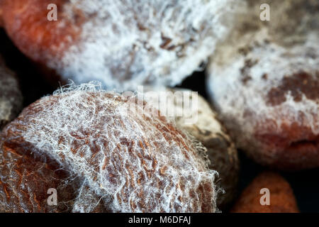 Extreme close up photo d'abricots secs moisis, faible profondeur de champ. Banque D'Images