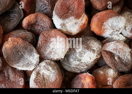 Close up photo d'abricots secs moisis. Banque D'Images
