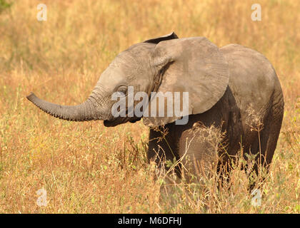 Bébé Bush Elephant (Loxodonta africana) debout à Savanna avec le tronc dans l'air. Vue rapprochée latérale. Banque D'Images