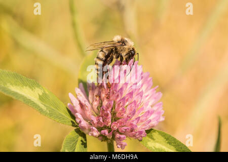 Abeille sur Clover Banque D'Images