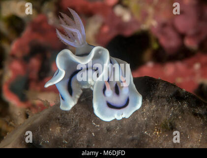 Nudibranche chromodoris du Loch ( Chromodoris lochi ) de ramper sur les récifs coralliens de Bali, Indonésie Banque D'Images