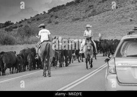 Les voitures en attente de bovins à la route libre ; les jeunes cow-boys et une femelle d'âge moyen sur les chevaux de cow-boy le direct entendu ; Colorado, États-Unis Banque D'Images