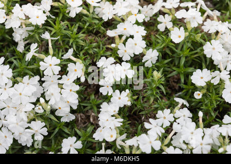 'White Delight' Creeping phlox Phlox subulata, (Mossflox) Banque D'Images