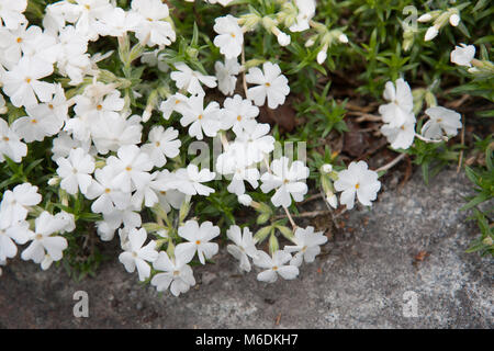 'White Delight' Creeping phlox Phlox subulata, (Mossflox) Banque D'Images