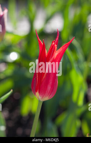 'Aladdin' Lily Flowered Tulip (Tulipa Gesneriana, Liljetulpan) Banque D'Images