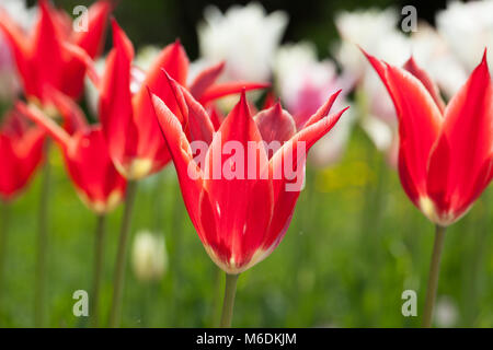 'Aladdin' Lily Flowered Tulip (Tulipa Gesneriana, Liljetulpan) Banque D'Images