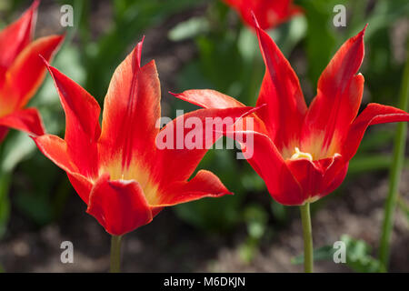 'Aladdin' Lily Flowered Tulip (Tulipa Gesneriana, Liljetulpan) Banque D'Images