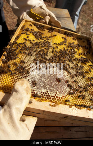 Colonie d'abeilles, miel, HONEYCOMP COLLECTORS Banque D'Images