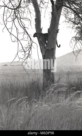 Années 1970, historiques, de l'Afrique, un guépard se reposant dans un arbre dans la prairie. Banque D'Images