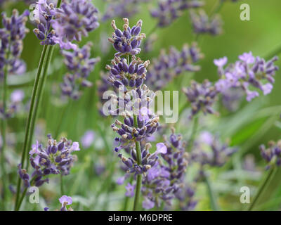 / Lavande Lavandula angustifolia Banque D'Images