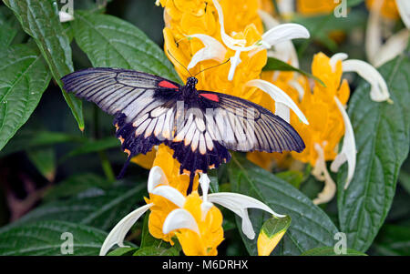 Grand mormon jaune papillon sur les fleurs jaunes Banque D'Images