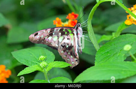 Gros plan papillon queue geai Banque D'Images