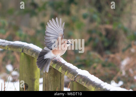 Eurasian jay (Garrulus glandarius) oiseau avec ailes prêt à décoller Banque D'Images