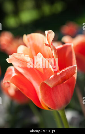 Greigii 'Calypso' Tulipe, Tulipa greigii (Strimtulpan) Banque D'Images