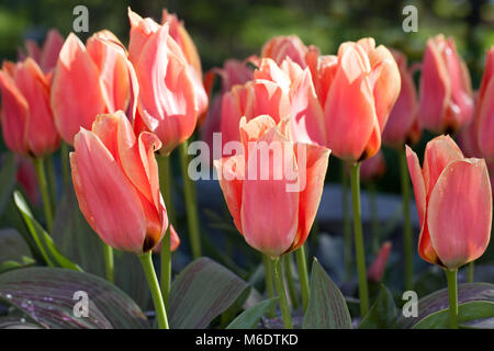 Greigii 'Calypso' Tulipe, Tulipa greigii (Strimtulpan) Banque D'Images