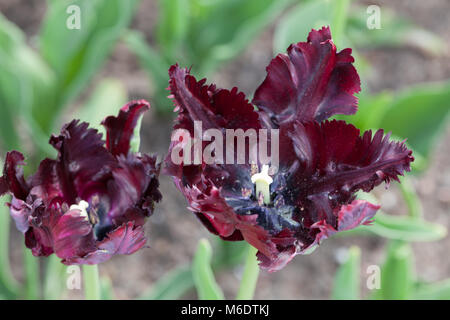 'Black' perroquet Parrot Tulip, Tulipa Gesneriana Papegoya (tulpan) Banque D'Images