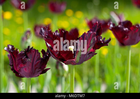 'Black' perroquet Parrot Tulip, Tulipa Gesneriana Papegoya (tulpan) Banque D'Images