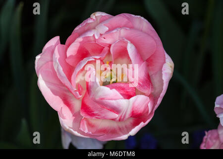 'Angélique' Double Fin Tulip, Sen fylldblommig kerria tulpan (Tulipa Gesneriana) Banque D'Images