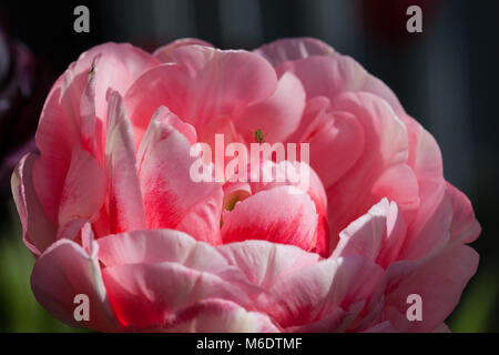 'Angélique' Double Fin Tulip, Sen fylldblommig kerria tulpan (Tulipa Gesneriana) Banque D'Images