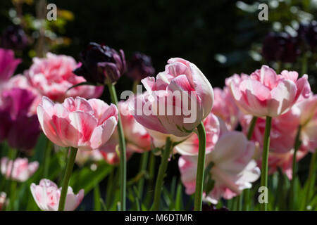 'Angélique' Double Fin Tulip, Sen fylldblommig kerria tulpan (Tulipa Gesneriana) Banque D'Images