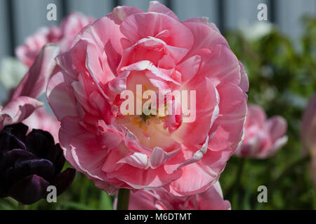 'Angélique' Double Fin Tulip, Sen fylldblommig kerria tulpan (Tulipa Gesneriana) Banque D'Images