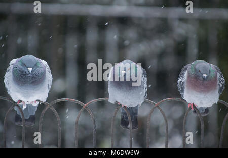 Pigeons sauvages, (Columba livia domestica), perché sur les garde-corps en hiver la neige, Regents Park, Londres, Royaume-Uni Banque D'Images