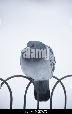 Pigeon (Columba livia domestica), perché sur les garde-corps en hiver la neige, Regents Park, Londres, Royaume-Uni Banque D'Images