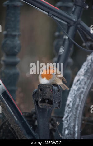 Robin européenne eurasiennes ou Robin, (Erithacus rubecula aux abords), perché sur la pédale de vélo en hiver, Regents Park, Londres, Royaume-Uni Banque D'Images